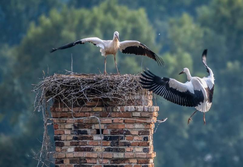 Professional Chimney Animal Removal Services in Cypress, California