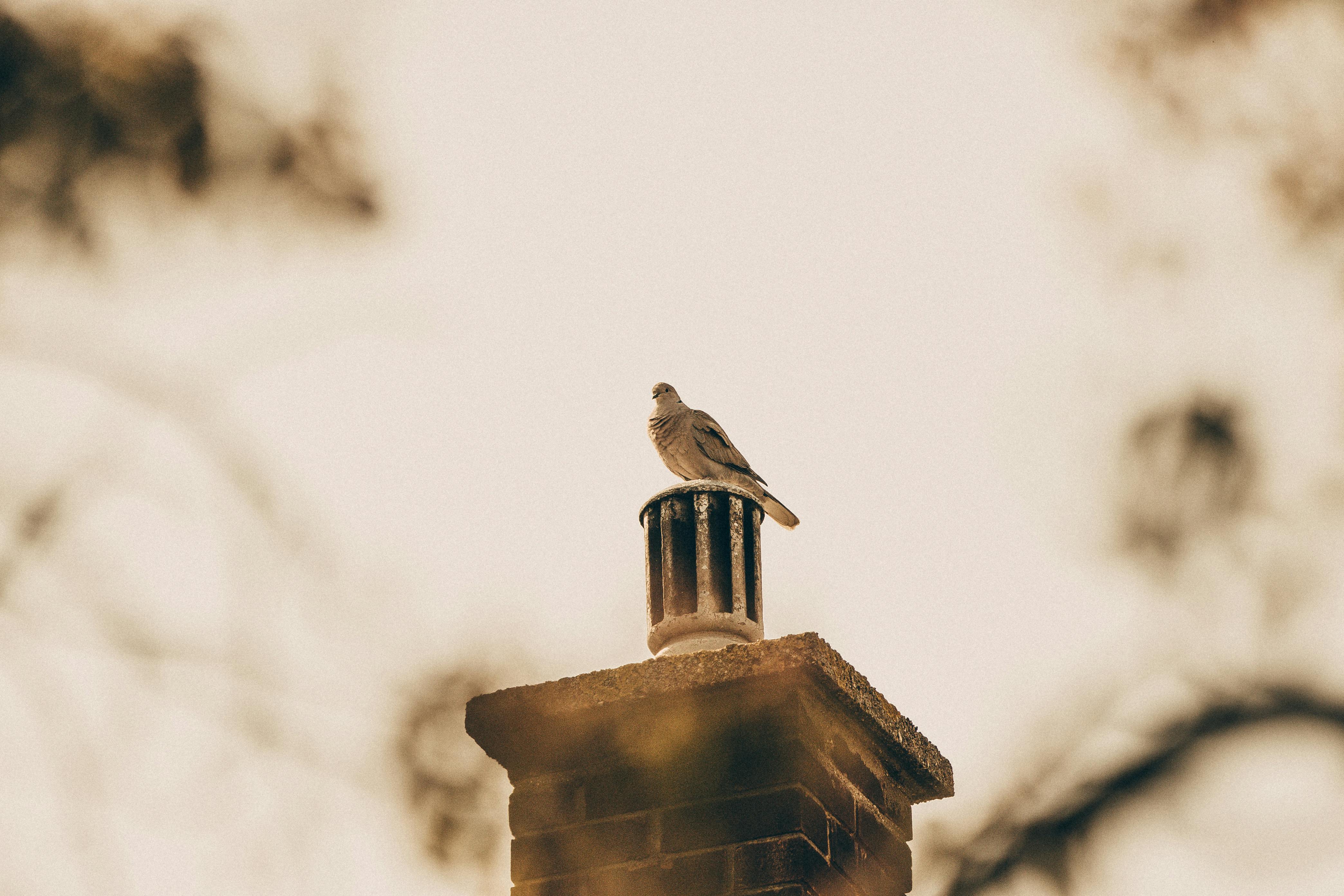 Professional Chimney Cap Installation Services in Cypress, CA Expert Chimney Cap Installation in Cypress, California